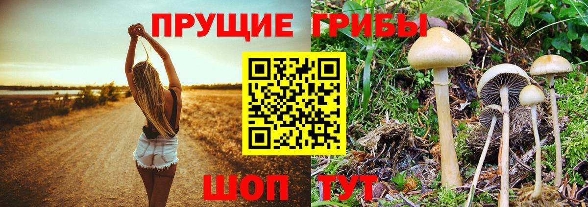 Псилоцибиновые грибы Psilocybine cubensis  Псилоцибиновые грибы Magic Shrooms  Михайловка  Вход с VPN 